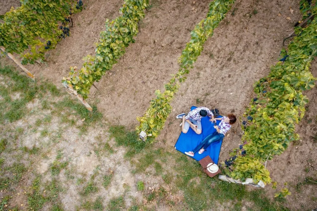 Montelpulciano Vineyard: Wine Tasting + Picnic