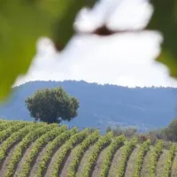 Chianti & Castles: Day Trip from San Gimignano + Wine Tasting