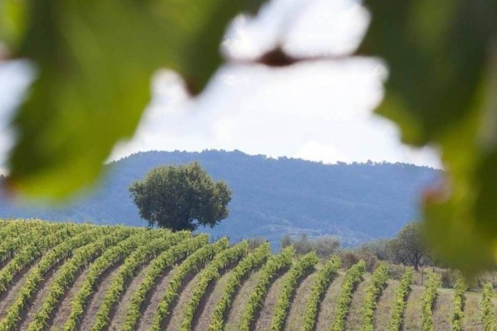 Chianti e Castelli: Gita di un giorno da San Gimignano + degustazione di vini