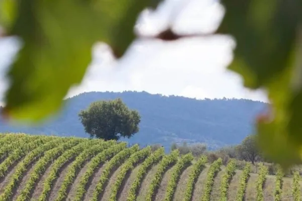 Chianti e Castelli: Gita di un giorno da San Gimignano + degustazione di vini