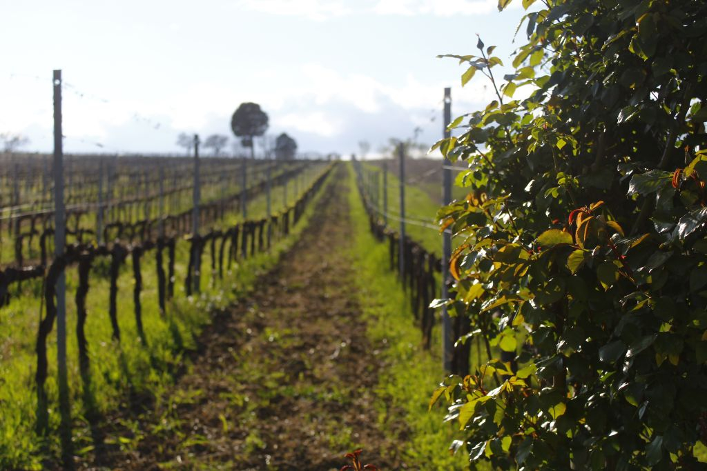 Visita guidata della cantina e degustazione privata a Montefalco