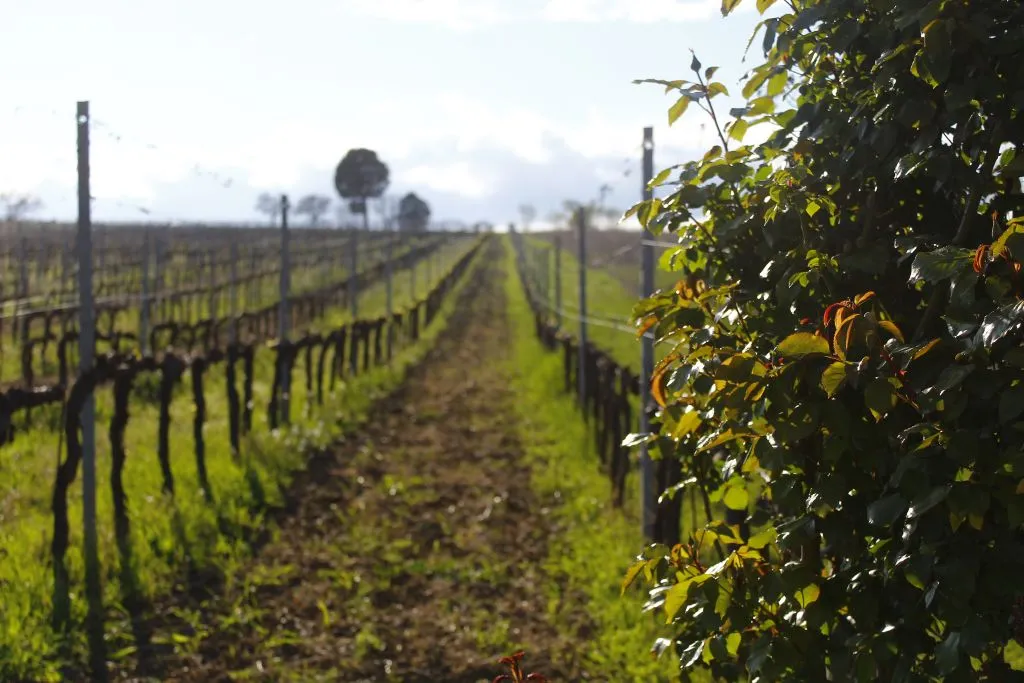 Visita guidata della cantina e degustazione privata a Montefalco