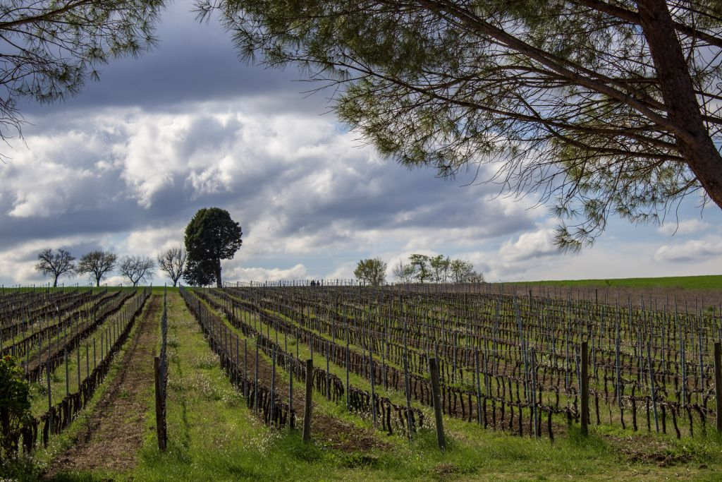 Guided Winery Tour and Private Tasting in Montefalco