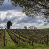 Guided Winery Tour and Private Tasting in Montefalco