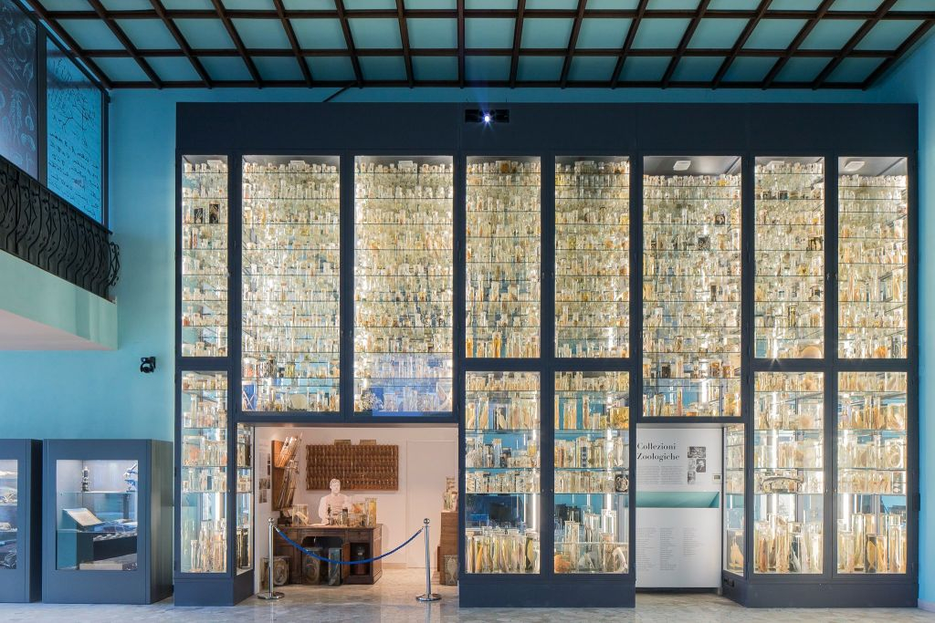 Museo Darwin-Dohrn