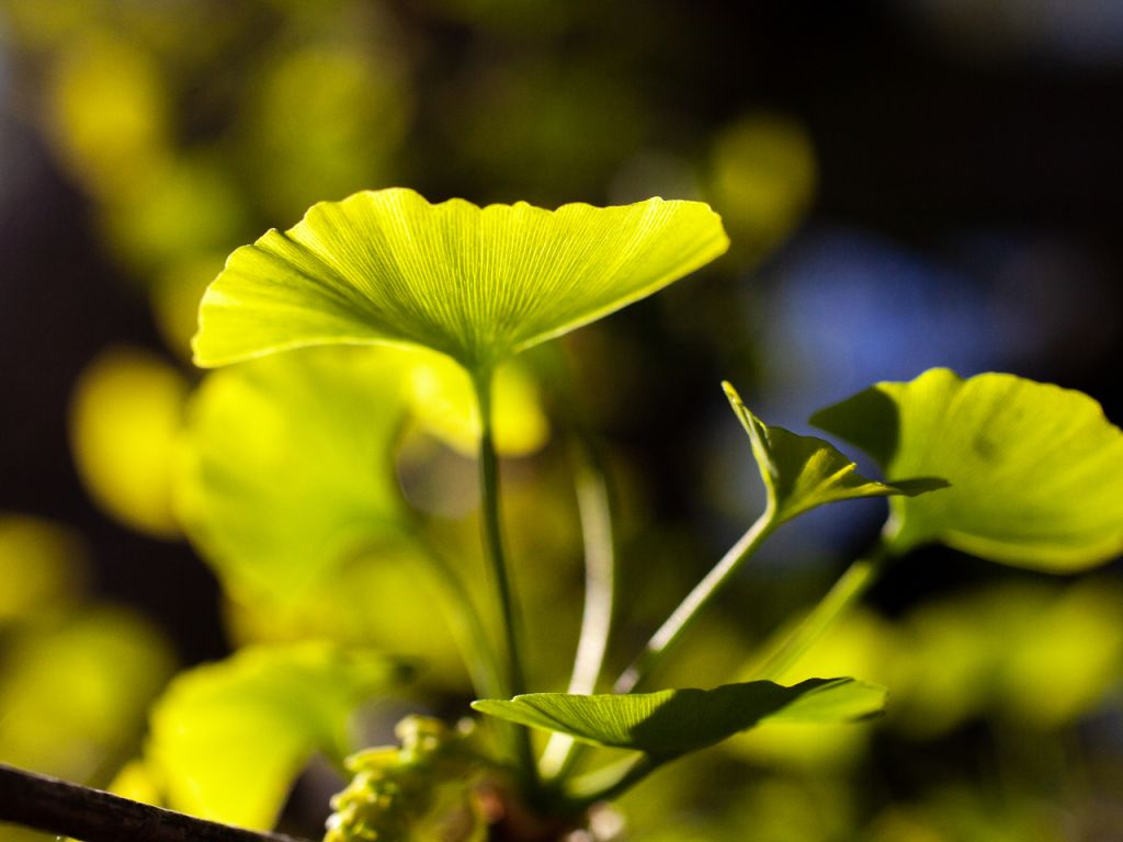 Tour delle erbe, dei prodotti botanici e delle spezie