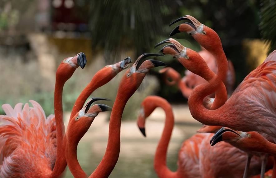 Lagos Zoo: Entry Ticket