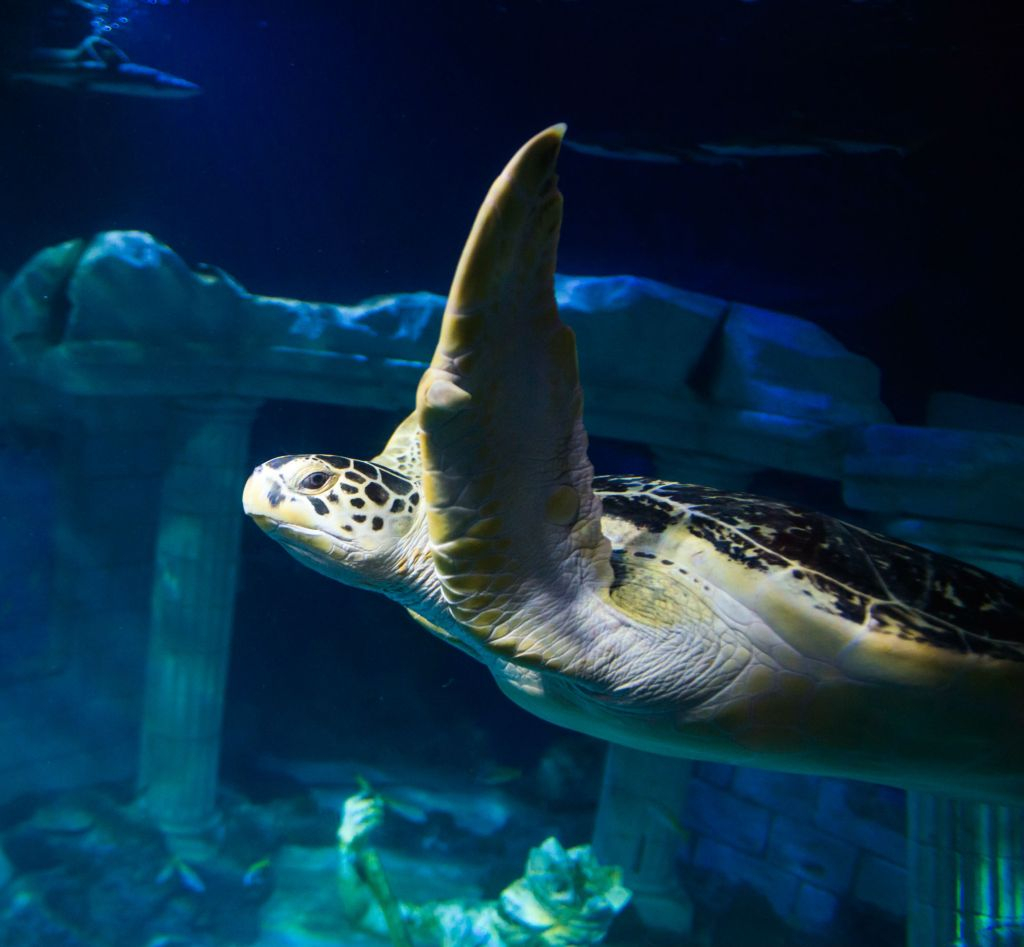 SEA LIFE Porto