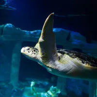 SEA LIFE Porto