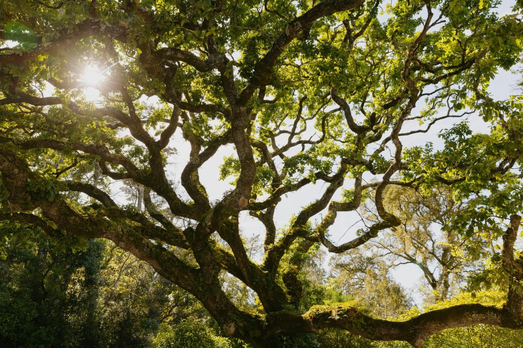 Quinta da Regaleira: Skip The Line Ticket + Guided Tour