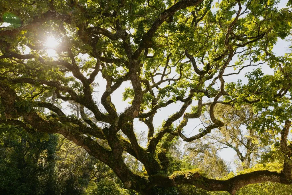 Quinta da Regaleira: Skip The Line Ticket + Guided Tour