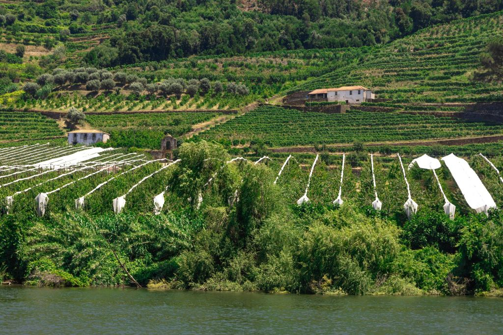 Douro Valley: Downstream Cruise from Régua to Porto with Lunch