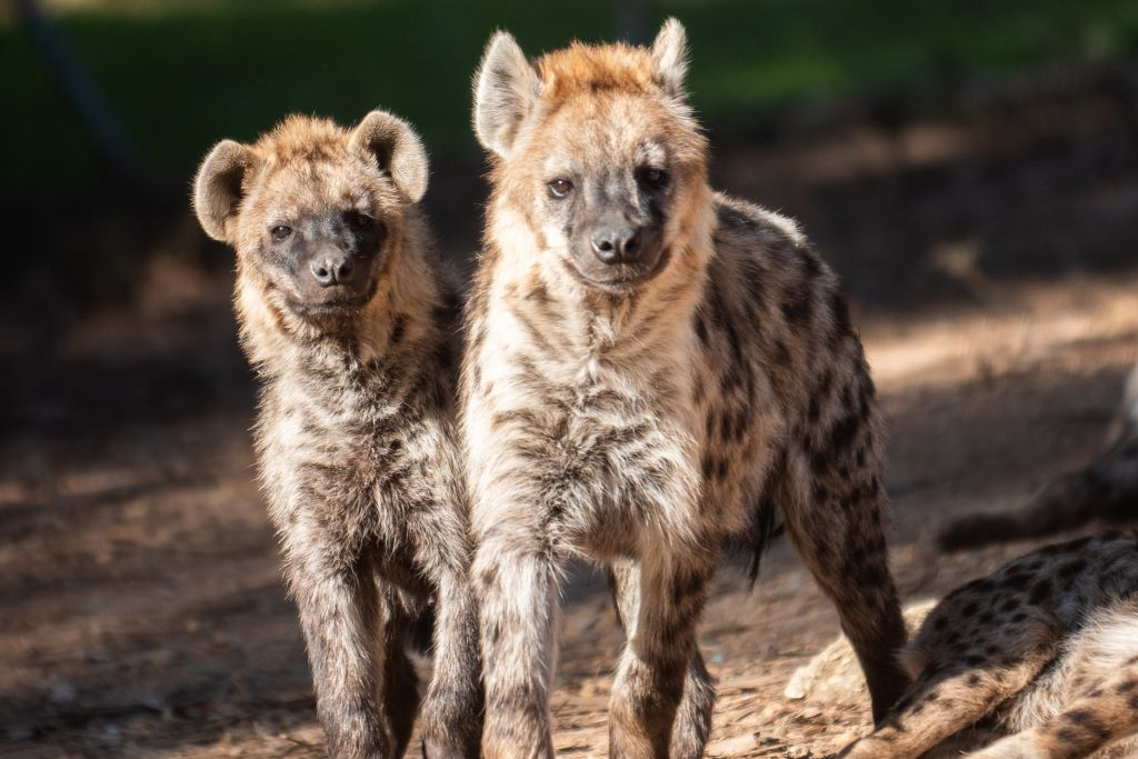 Zoo Santo Inácio: Skip The Line Ticket
