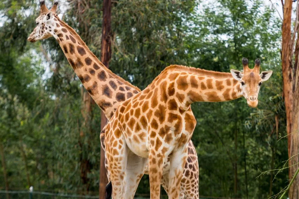 Zoo Santo Inácio: Skip The Line Ticket