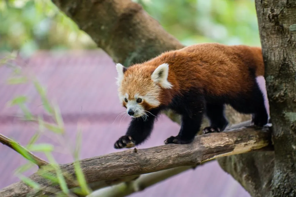 Zoo Santo Inácio: Skip The Line Ticket