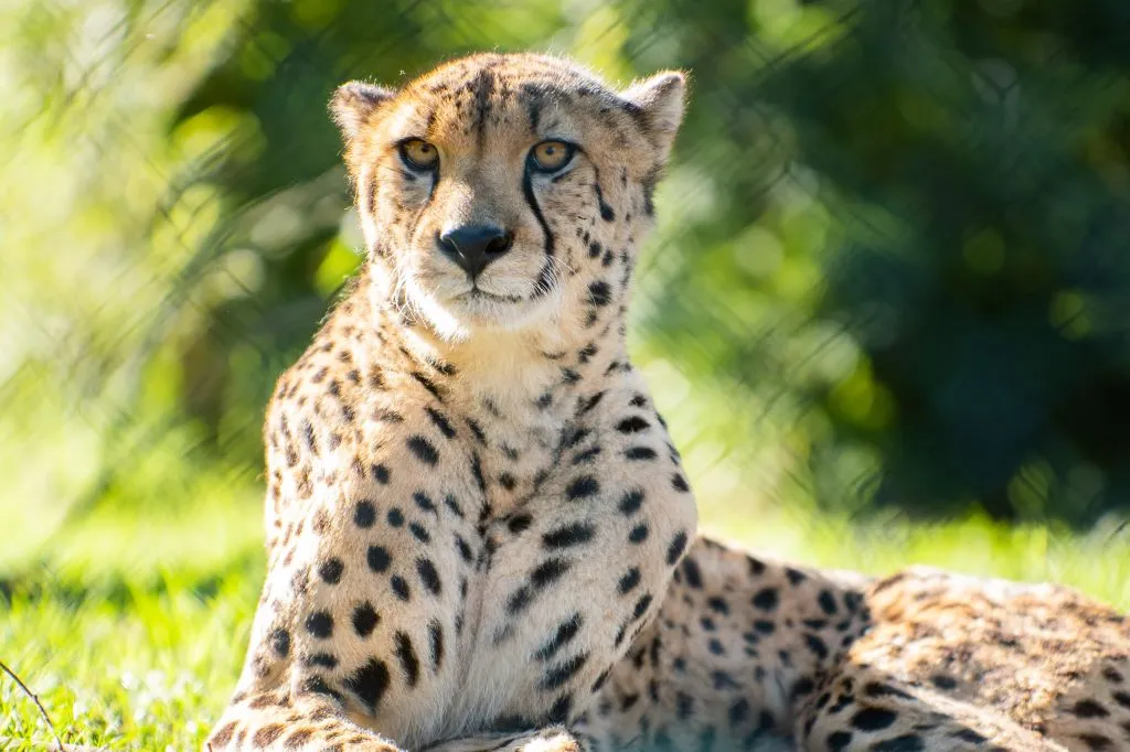 Zoo Santo Inácio: Skip The Line Ticket