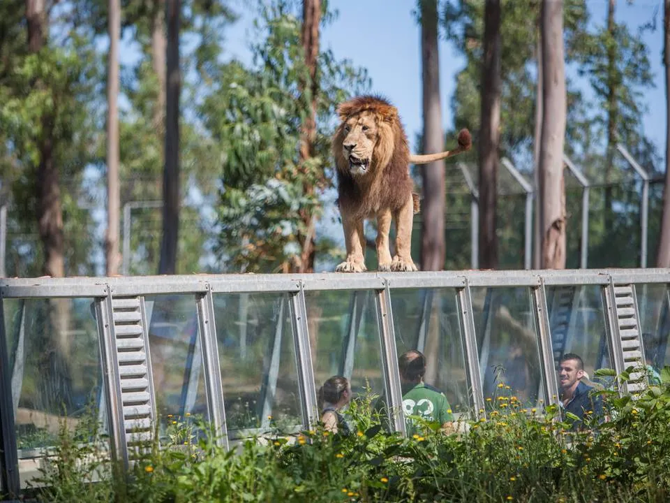 Zoo Santo Inácio: Skip The Line Ticket