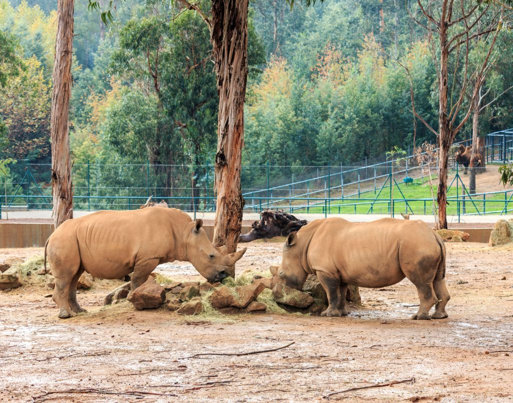 Zoo Santo Inácio: Skip The Line Ticket