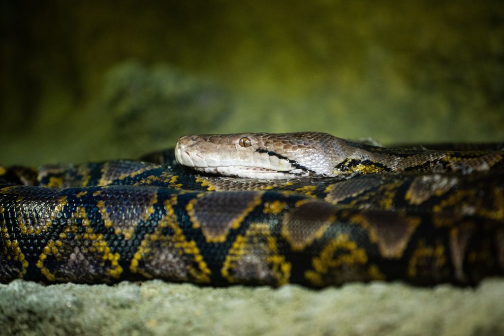 Zoo Santo Inácio: Skip The Line Ticket