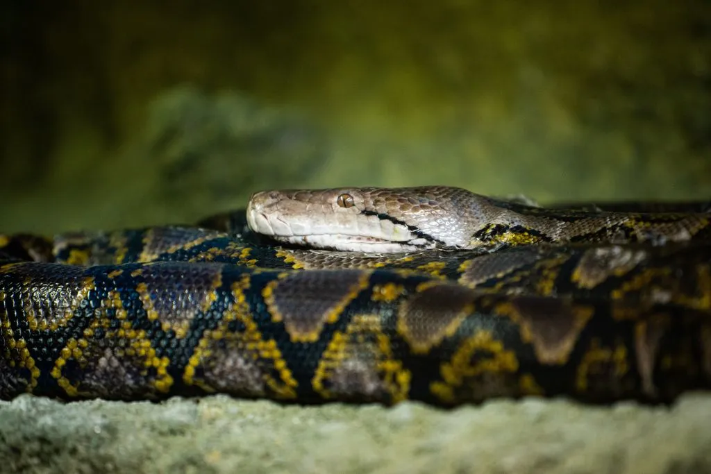 Zoo Santo Inácio: Skip The Line Ticket