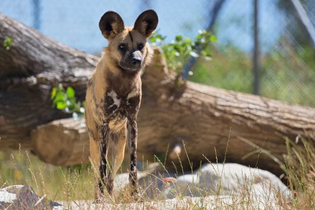 Zoo Santo Inácio: Skip The Line Ticket