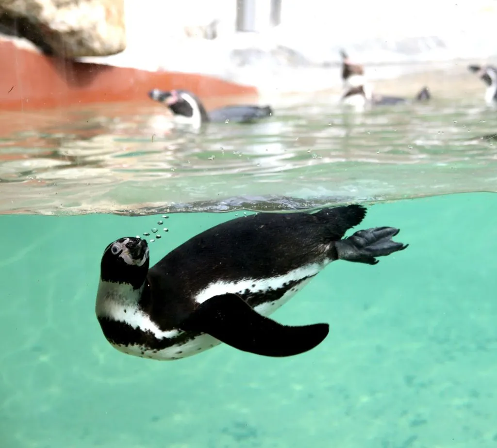 Zoo Santo Inácio: Skip The Line Ticket