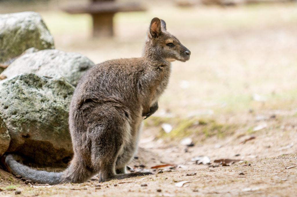 Zoo Santo Inácio: Skip The Line Ticket