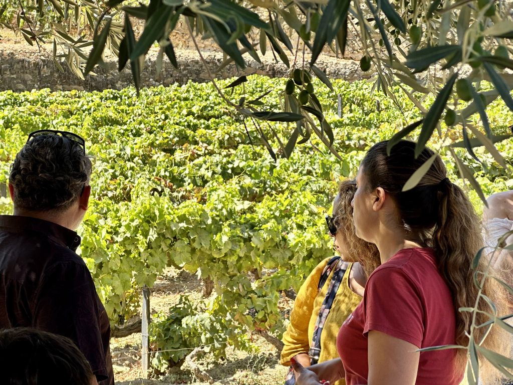 Douro Valley: Cruise from Porto to Régua with Breakfast and Lunch