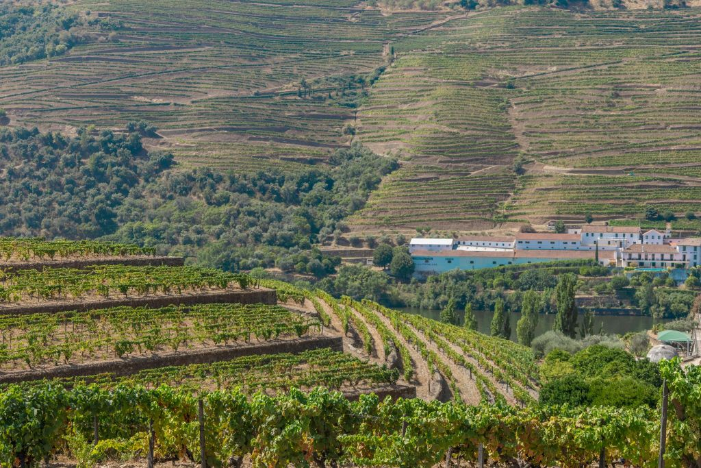 Douro Valley: Day Trip from Porto with Cruise + Port Wine Tasting