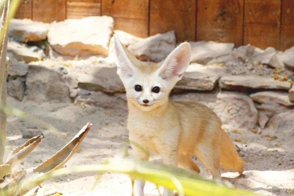 Oasis Wildlife Fuerteventura 