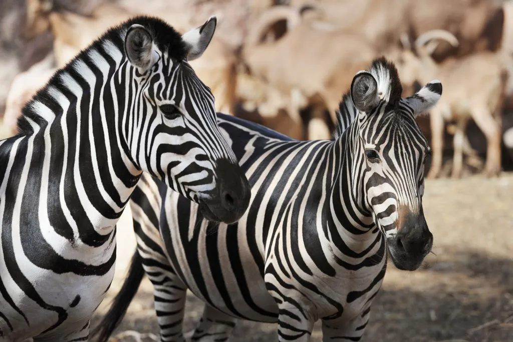 Oasis Wildlife Fuerteventura 