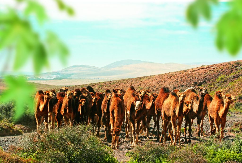 Oasis Wildlife Fuerteventura 