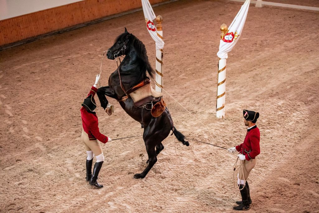 Portuguese School of Equestrian Art: Morning Training