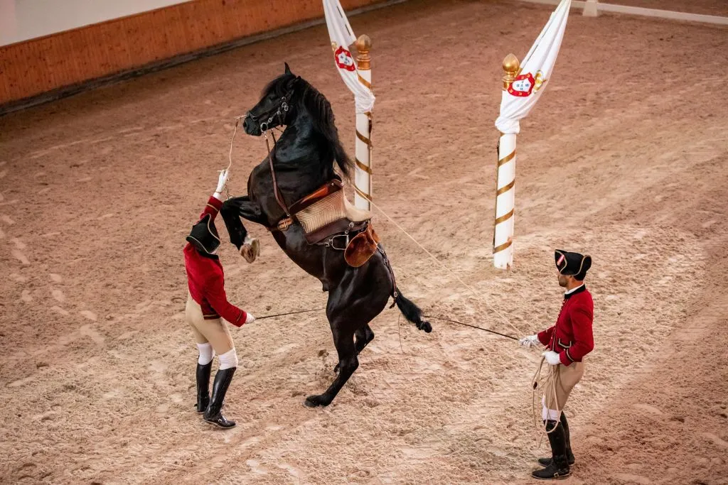 Portuguese School of Equestrian Art: Morning Training