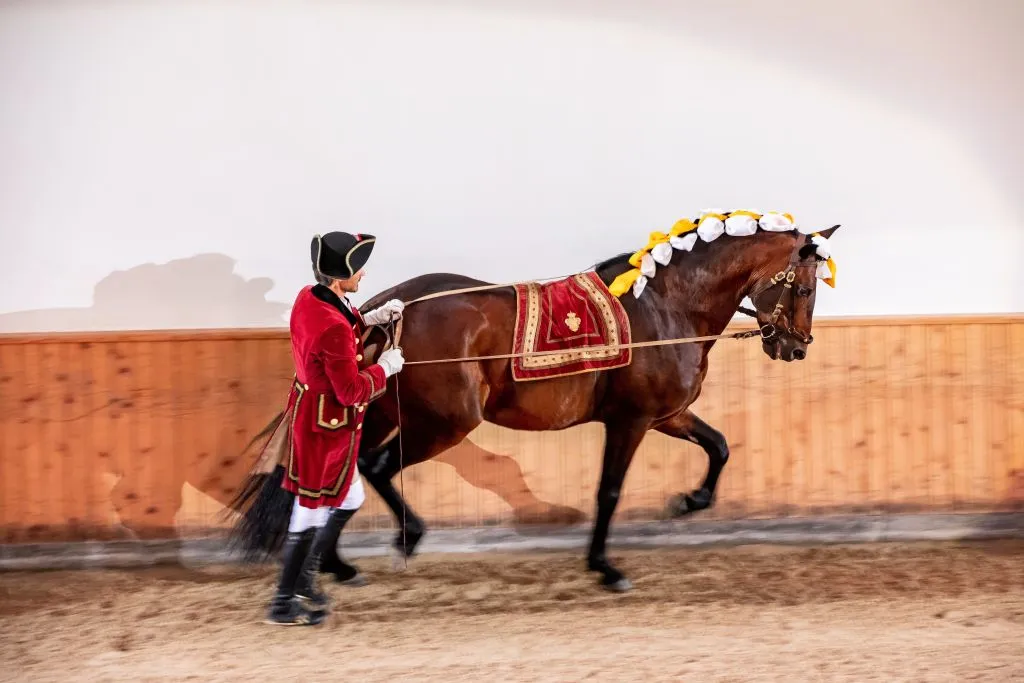 Portuguese School of Equestrian Art: Morning Training