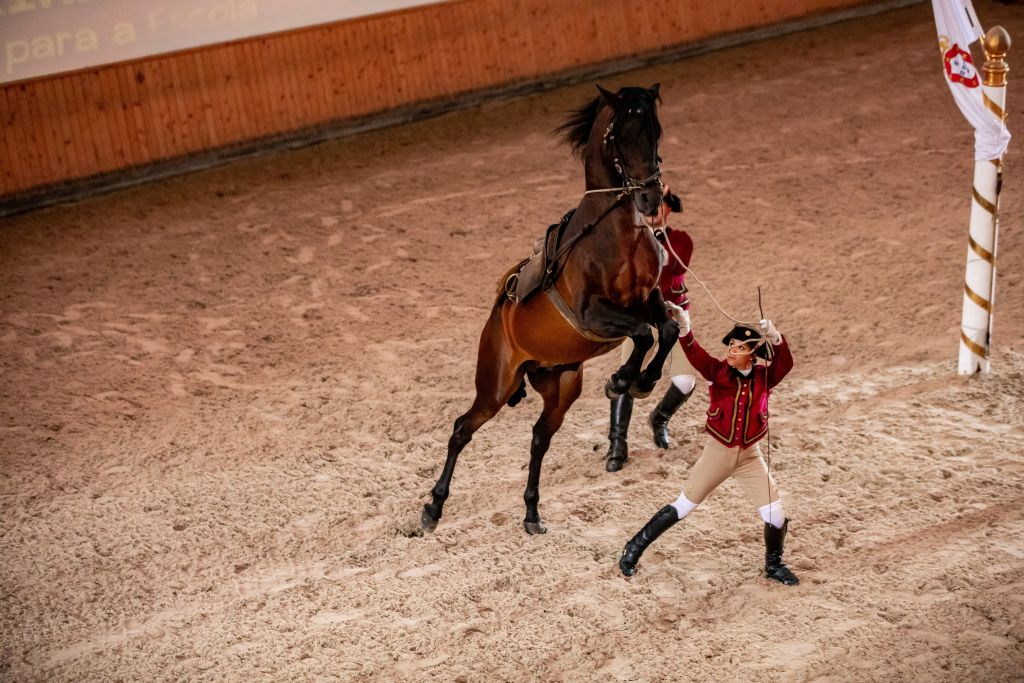 Portuguese School of Equestrian Art: Morning Training