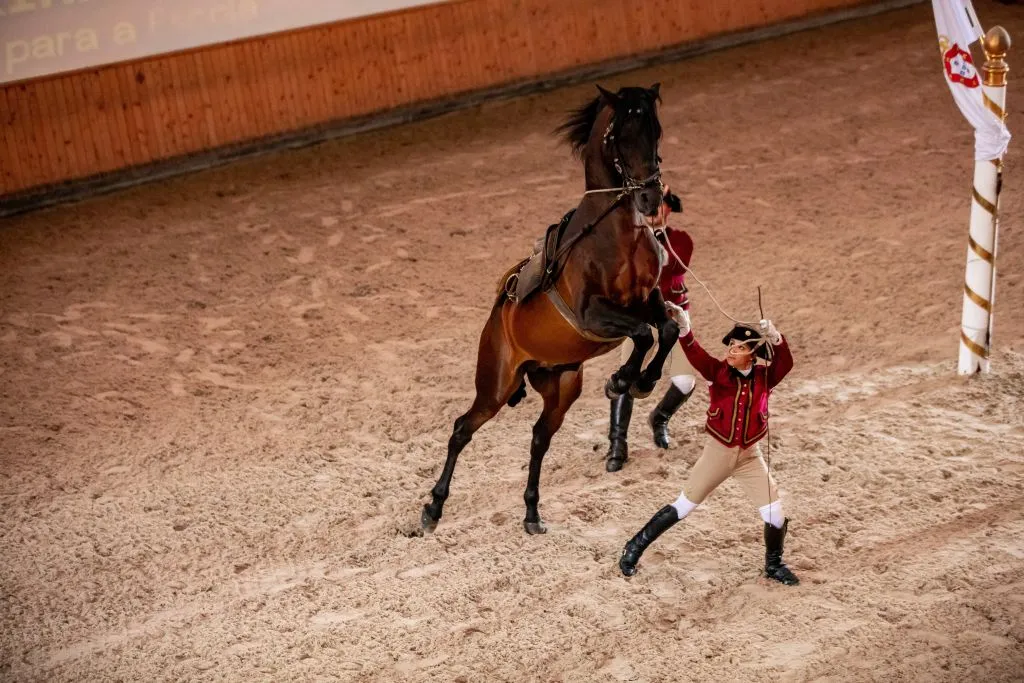 Portuguese School of Equestrian Art: Morning Training