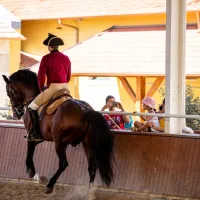 Portuguese School of Equestrian Art: Morning Training