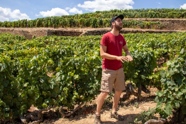 Douro Valley: Day Trip from Porto with Wine, Cheese, & Olive Oil Tasting