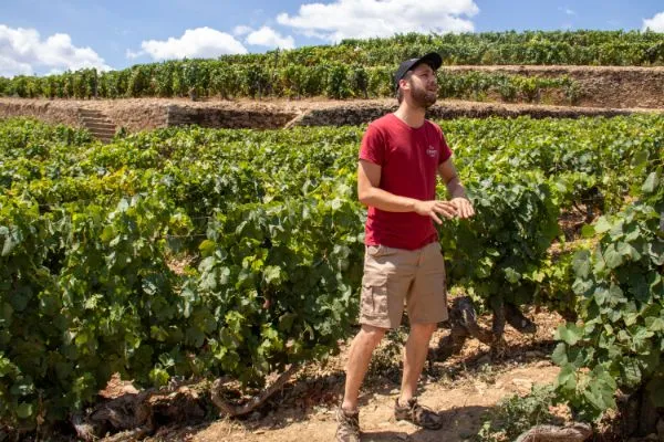 Douro Valley: Day Trip from Porto with Wine, Cheese, & Olive Oil Tasting