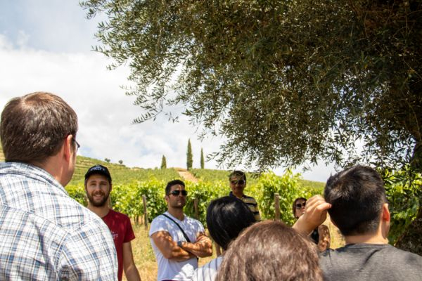 Douro Valley: Day Trip from Porto with Wine, Cheese, & Olive Oil Tasting