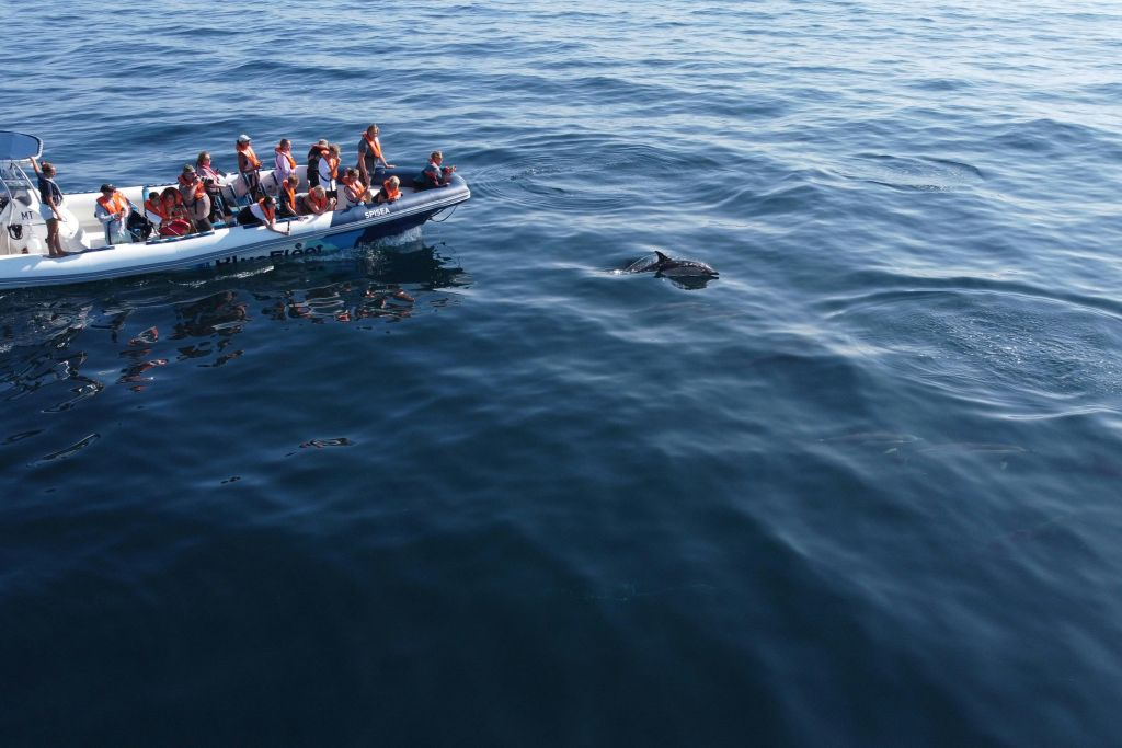 Dolphin Watching Tour from Lagos