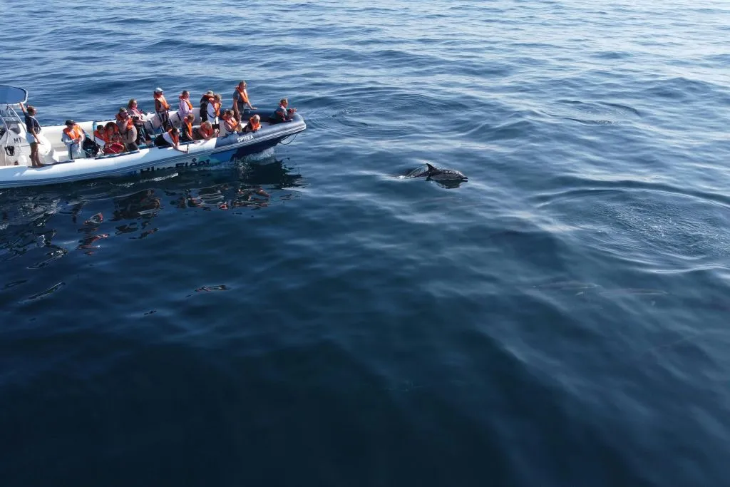 Dolphin Watching Tour from Lagos