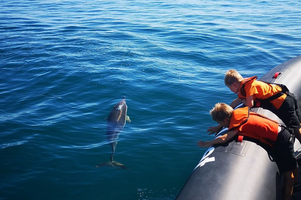 Dolphin Watching Tour from Lagos