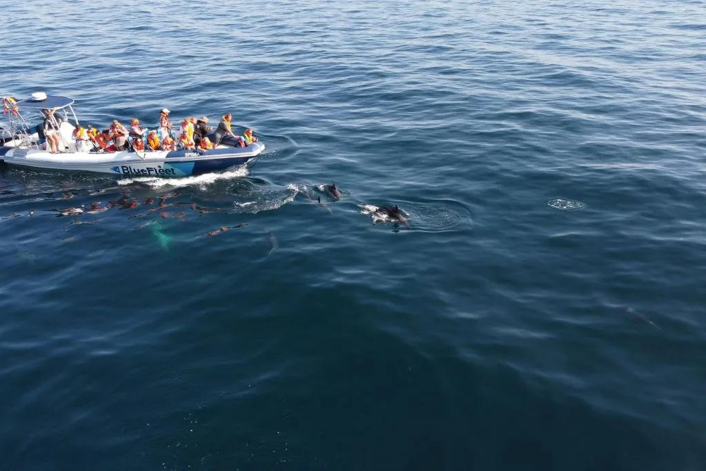 Dolphin Watching Tour from Lagos