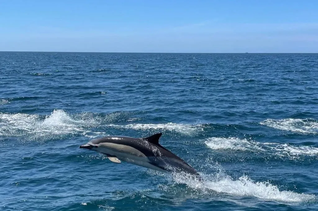 Dolphin Watching Tour from Lagos