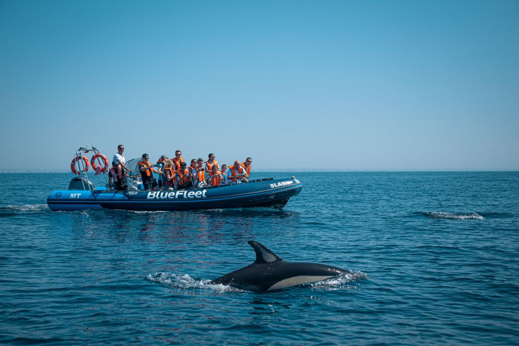 Dolphin Watching Tour from Lagos