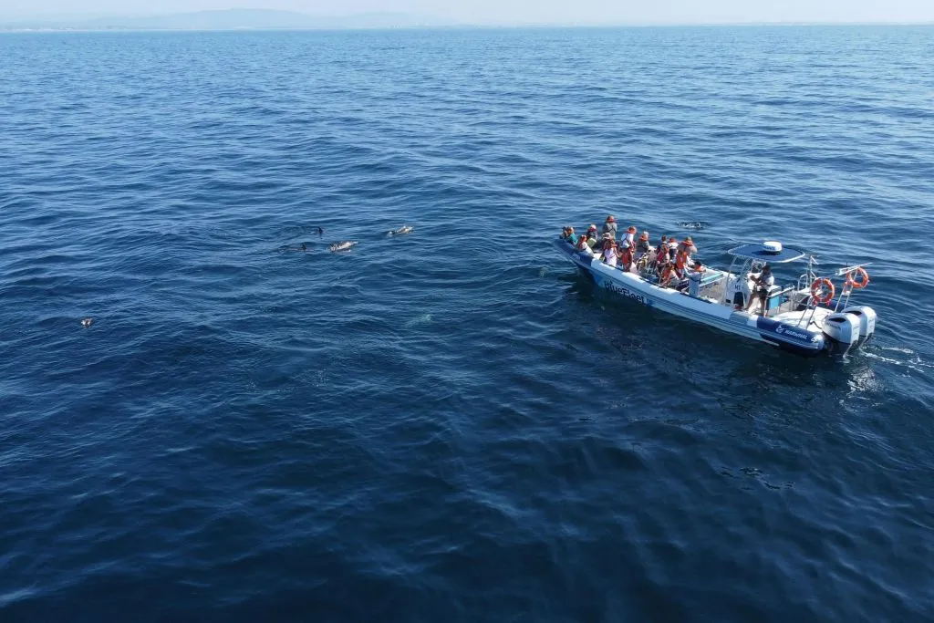 Dolphin Watching Tour from Lagos