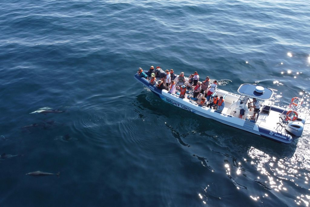 Dolphin Watching Tour from Lagos