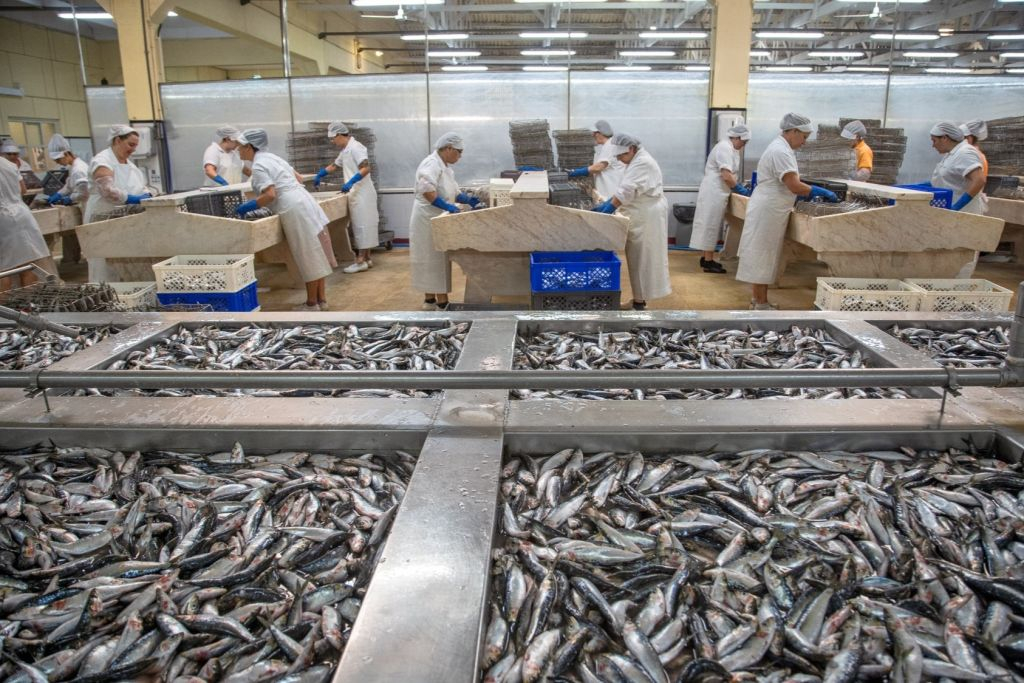 Conservas Pinhais Factory Tour